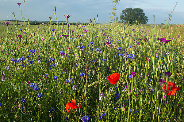 Kornblume (Centaurea cyanus)