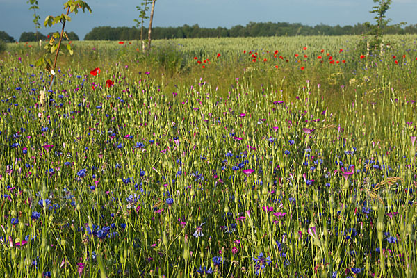 Kornblume (Centaurea cyanus)