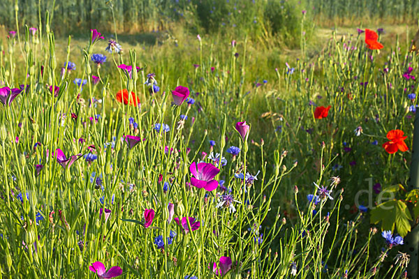 Kornblume (Centaurea cyanus)