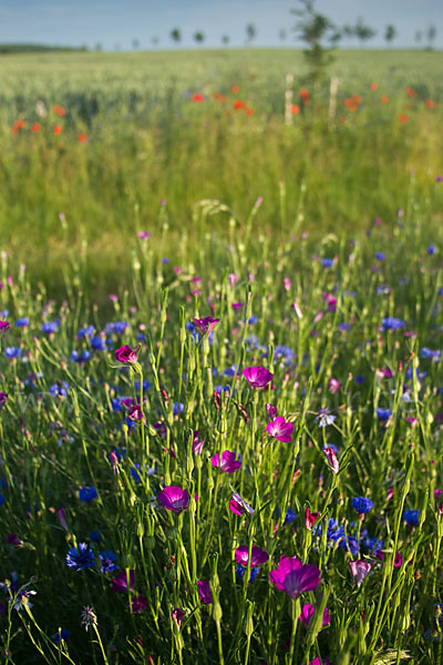 Kornblume (Centaurea cyanus)