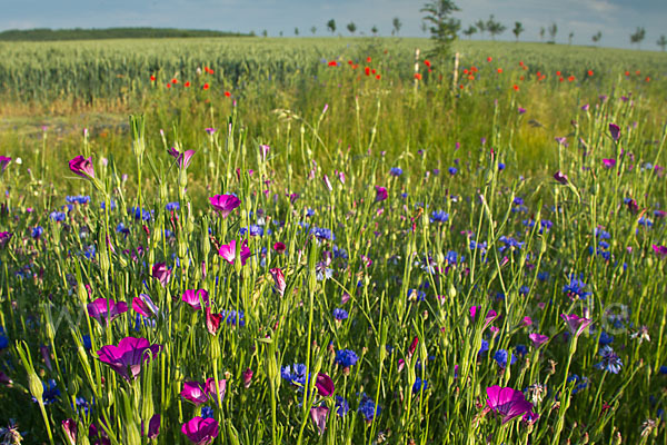 Kornblume (Centaurea cyanus)