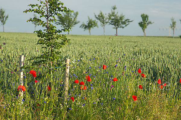 Kornblume (Centaurea cyanus)