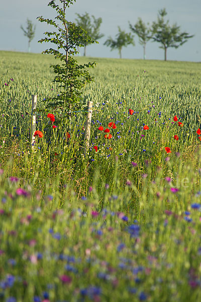 Kornblume (Centaurea cyanus)