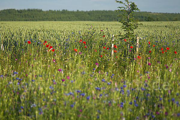 Kornblume (Centaurea cyanus)