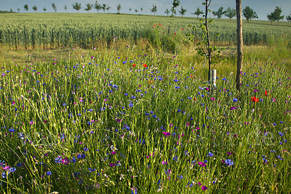 Kornblume (Centaurea cyanus)