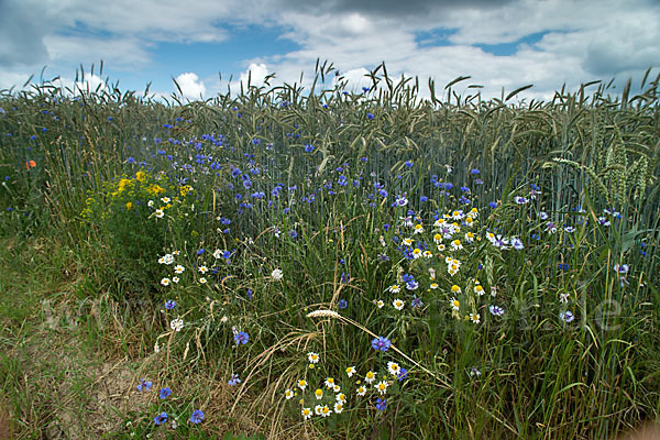 Kornblume (Centaurea cyanus)