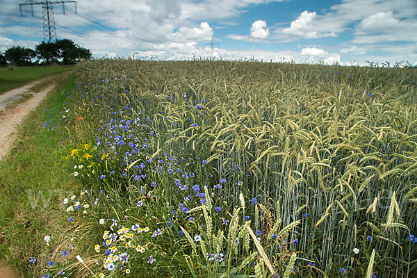 Kornblume (Centaurea cyanus)