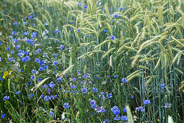 Kornblume (Centaurea cyanus)