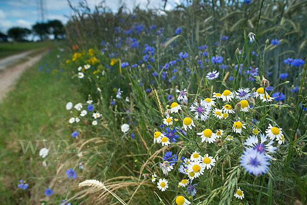 Kornblume (Centaurea cyanus)