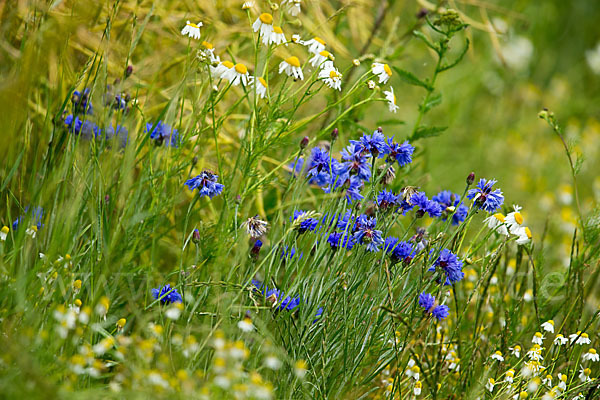 Kornblume (Centaurea cyanus)