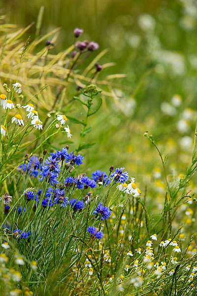 Kornblume (Centaurea cyanus)