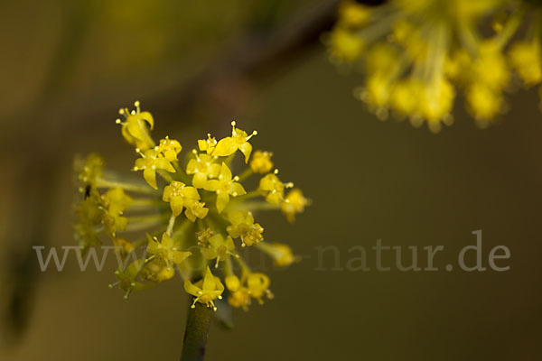 Kornelkirsche (Cornus mas)