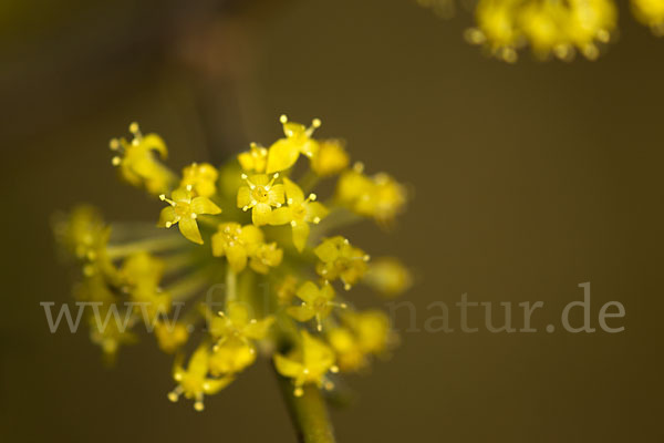 Kornelkirsche (Cornus mas)