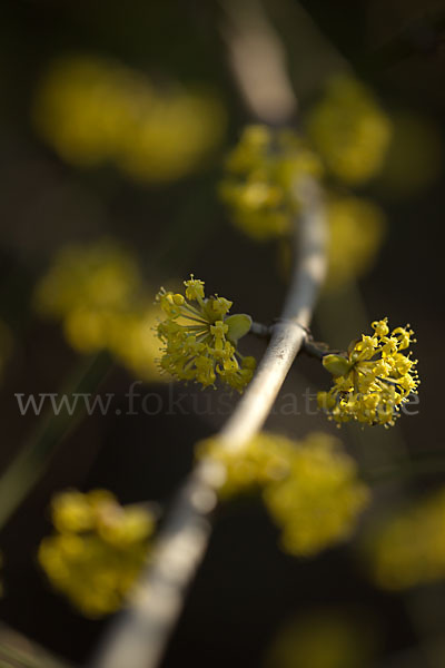 Kornelkirsche (Cornus mas)