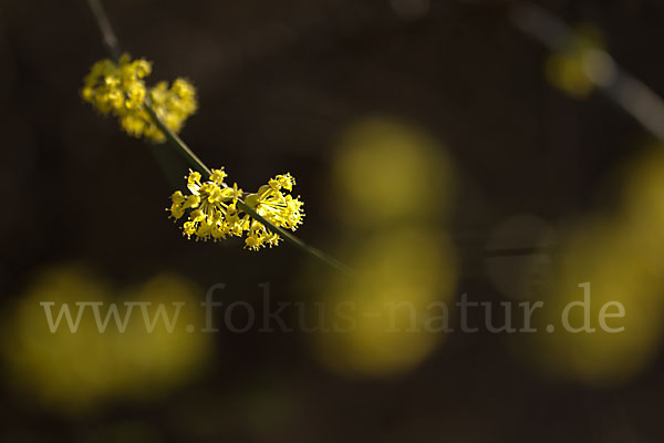 Kornelkirsche (Cornus mas)