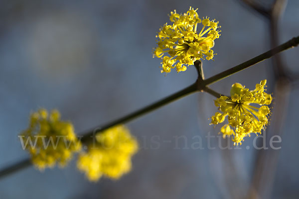 Kornelkirsche (Cornus mas)