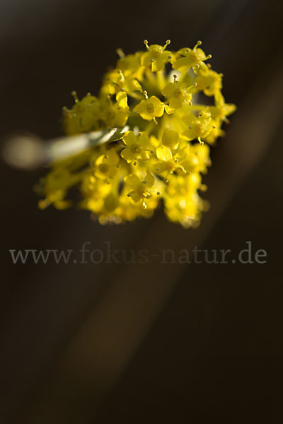 Kornelkirsche (Cornus mas)