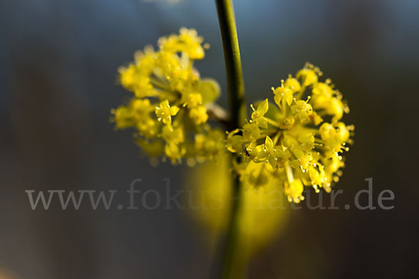 Kornelkirsche (Cornus mas)