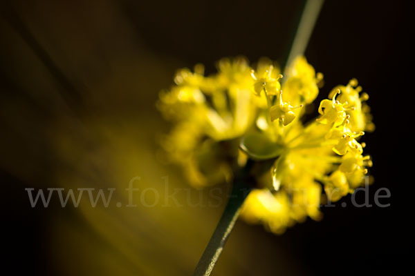 Kornelkirsche (Cornus mas)