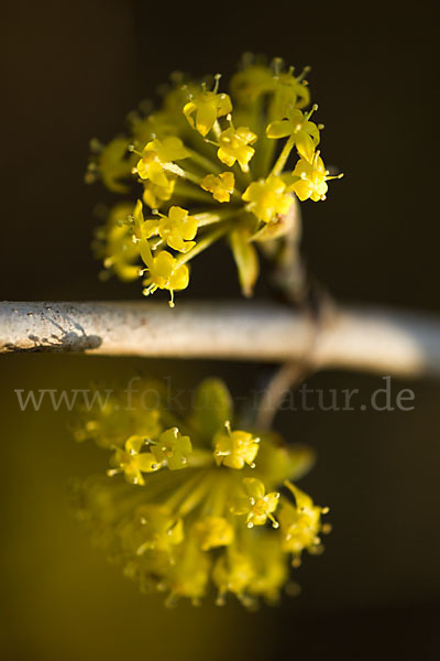 Kornelkirsche (Cornus mas)