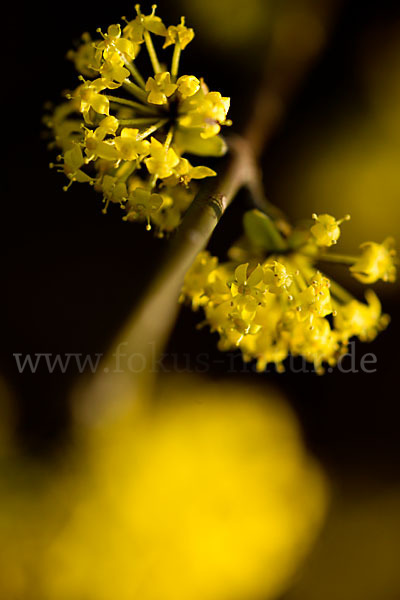 Kornelkirsche (Cornus mas)