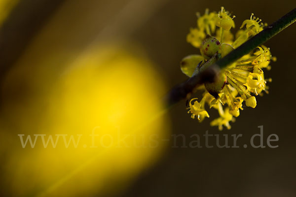 Kornelkirsche (Cornus mas)