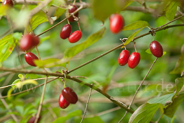 Kornelkirsche (Cornus mas)