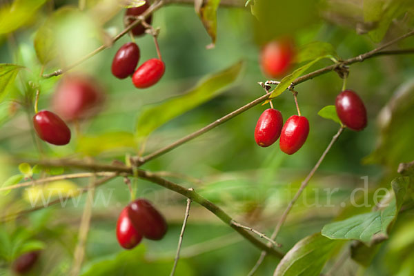 Kornelkirsche (Cornus mas)