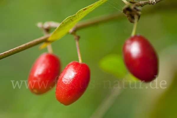 Kornelkirsche (Cornus mas)