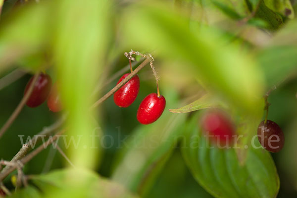 Kornelkirsche (Cornus mas)