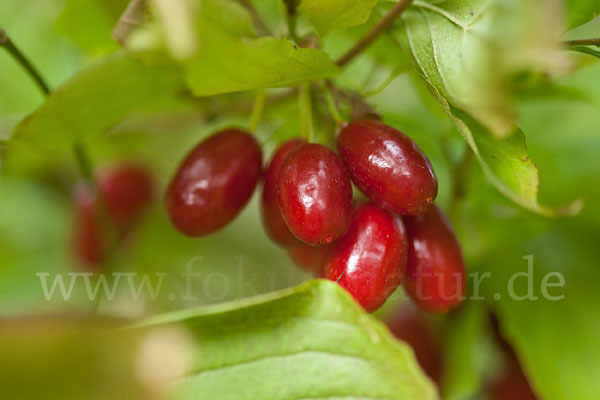 Kornelkirsche (Cornus mas)