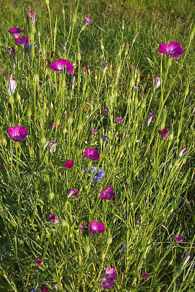 Kornrade (Agrostemma githago)