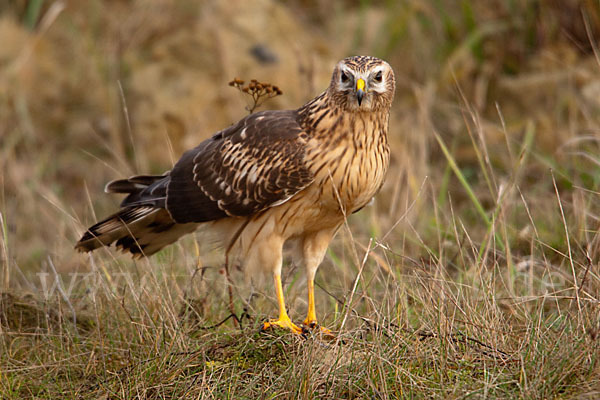 Kornweihe (Circus cyaneus)