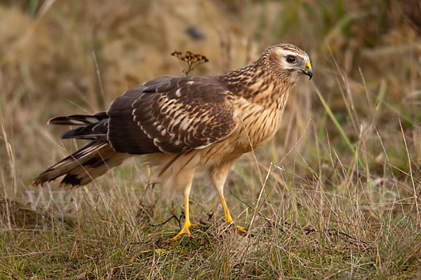 Kornweihe (Circus cyaneus)