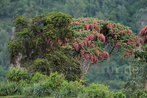 Kosobaum (Hagenia abyssinica)