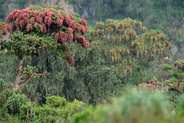 Kosobaum (Hagenia abyssinica)