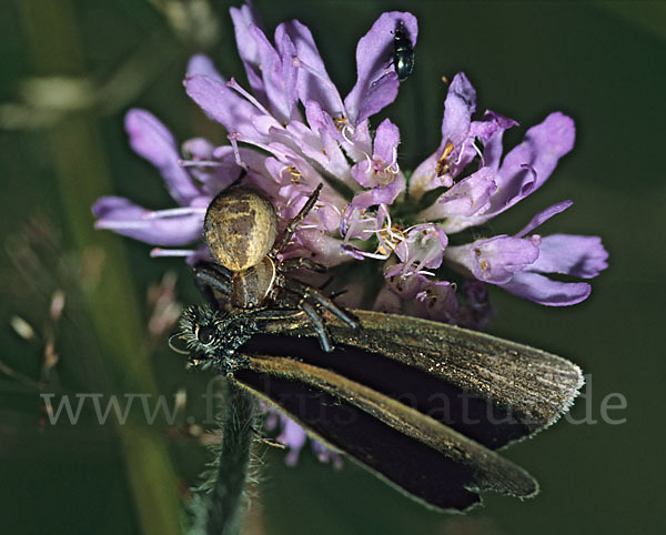 Krabbenspinne spec. (Thomisidae spec.)