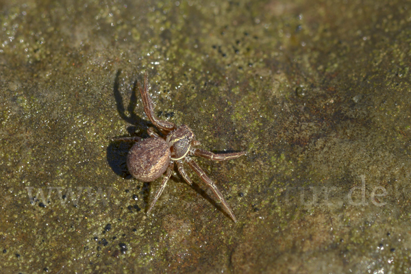 Krabbenspinne spec. 2 (Xysticus spec.)