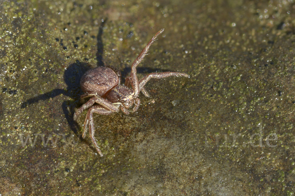 Krabbenspinne spec. 2 (Xysticus spec.)