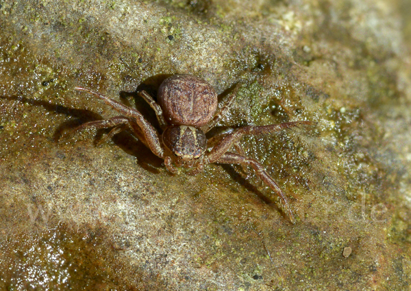 Krabbenspinne spec. 2 (Xysticus spec.)