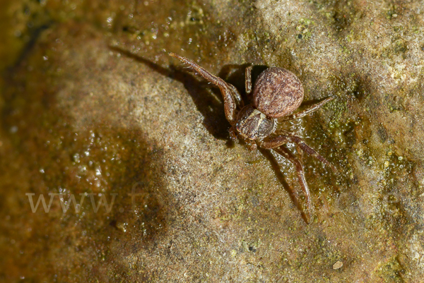 Krabbenspinne spec. 2 (Xysticus spec.)