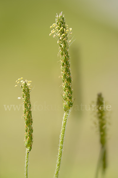 Krähenfuß-Wegerich (Plantago coronopus)