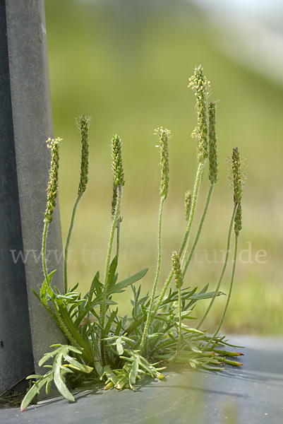 Krähenfuß-Wegerich (Plantago coronopus)