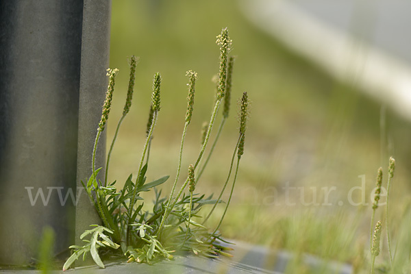 Krähenfuß-Wegerich (Plantago coronopus)