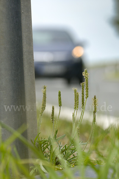 Krähenfuß-Wegerich (Plantago coronopus)