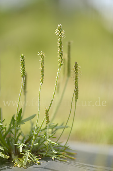 Krähenfuß-Wegerich (Plantago coronopus)