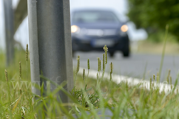 Krähenfuß-Wegerich (Plantago coronopus)