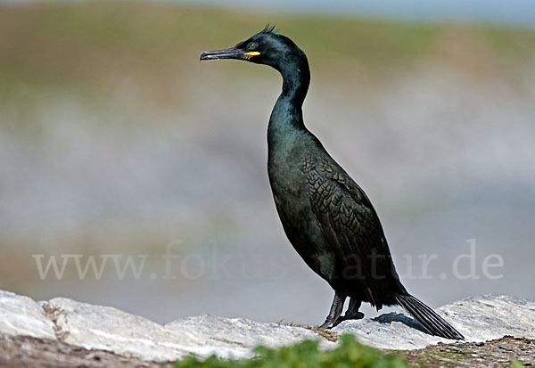 Krähenscharbe (Phalacrocorax aristotelis)