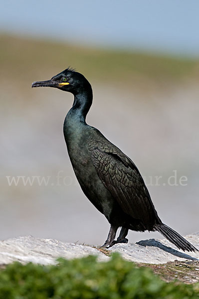 Krähenscharbe (Phalacrocorax aristotelis)