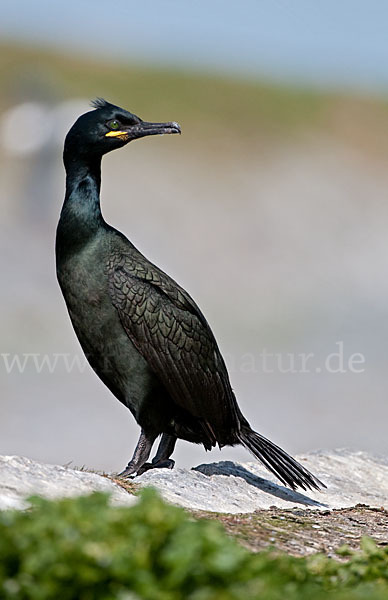 Krähenscharbe (Phalacrocorax aristotelis)